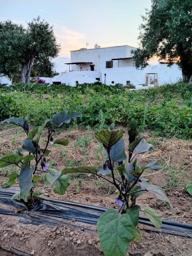 Masseria Piccole Taverne Rosa Marina Exterior foto